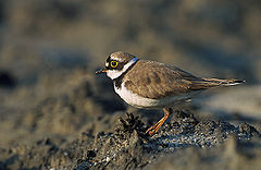 Речен дъждосвирец (Charadrius dubius)